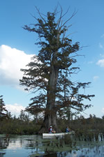 1000 year old bald cyprss tree at cache river